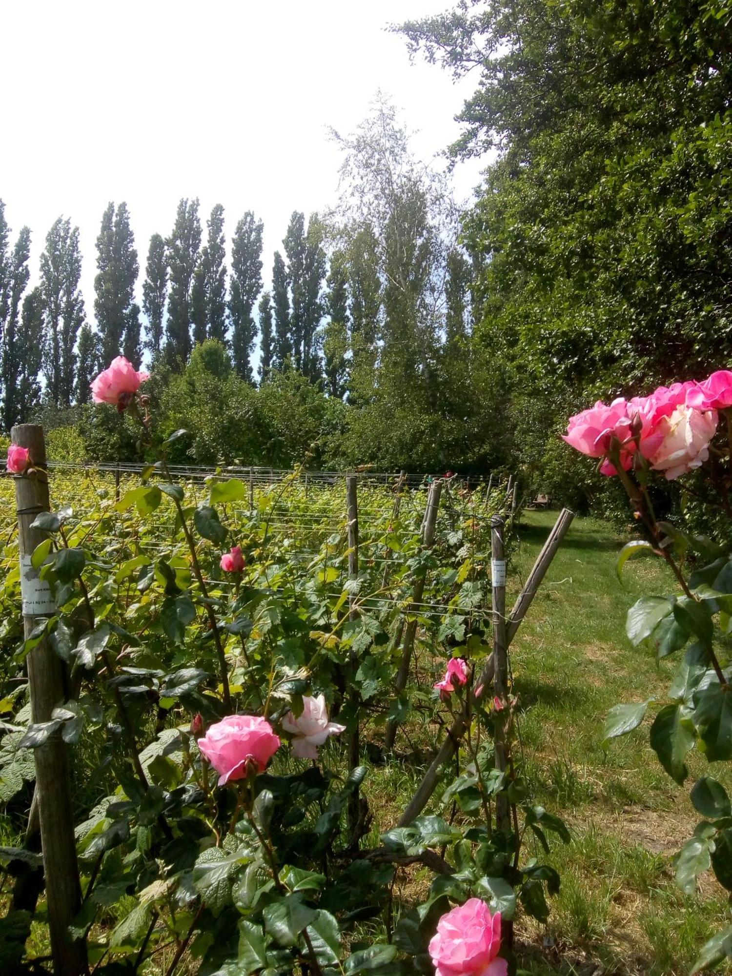 Wijndomein De Vier Ambachten -overnachten In De Wijngaard *